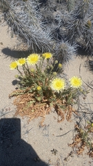 Plectocephalus chilensis