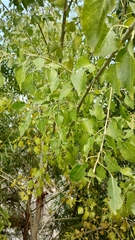 Populus mexicana