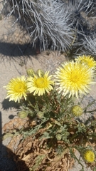 Plectocephalus chilensis