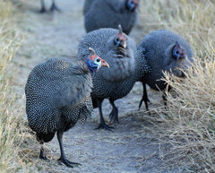 Numida meleagris mitratus