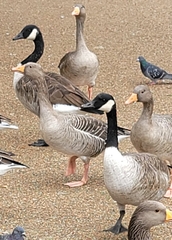 Branta canadensis
