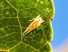 Zygina flammigera