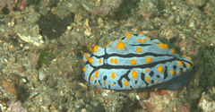 Phyllidia varicosa