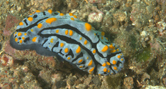 Phyllidia varicosa