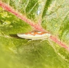 Zygina flammigera