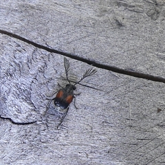 Megacerus discoidus
