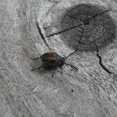 Megacerus discoidus