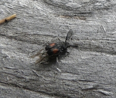 Megacerus discoidus