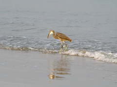 Egretta gularis