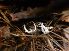 Cordyceps tenuipes