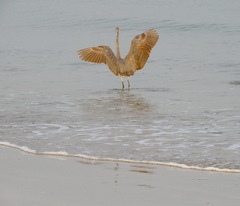 Egretta gularis