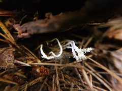 Cordyceps tenuipes
