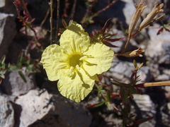 Oenothera toumeyi