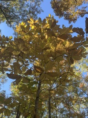 Magnolia macrophylla