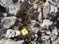 Oenothera toumeyi