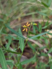 Galphimia angustifolia