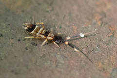 Orchesella flavescens