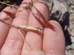 Oenothera toumeyi