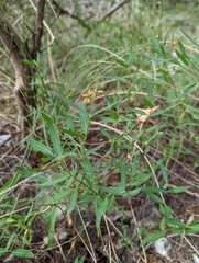 Galphimia angustifolia