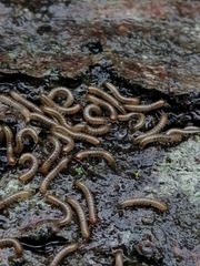 Proteroiulus fuscus