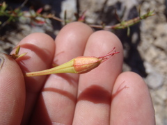 Oenothera toumeyi
