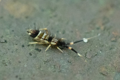 Orchesella flavescens