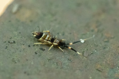 Orchesella flavescens