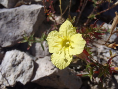 Oenothera toumeyi