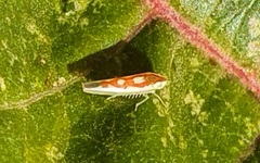 Zygina flammigera
