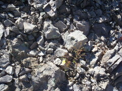 Oenothera toumeyi