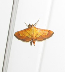 Orphanostigma haemorrhoidalis
