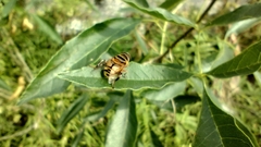 Palpada vinetorum