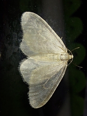 Operophtera fagata