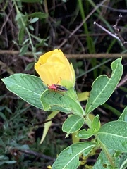 Dysdercus suturellus