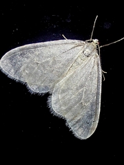 Operophtera fagata