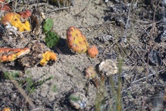 Opuntia humifusa
