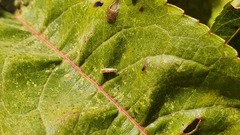 Zygina flammigera