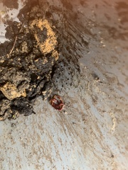 Arthurdendyus testaceus