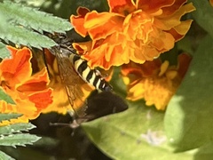 Dielis pilipes