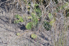Opuntia humifusa