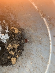 Arthurdendyus testaceus