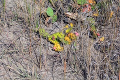 Opuntia humifusa