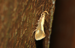 Harpella forficella