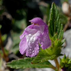 Galeopsis ladanum