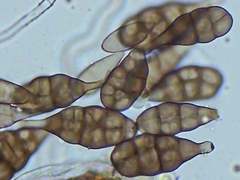 Alternaria
