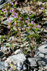 Galeopsis ladanum
