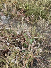 Limonium californicum