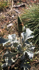 Argemone munita