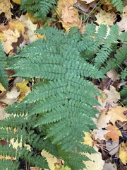 Dryopteris