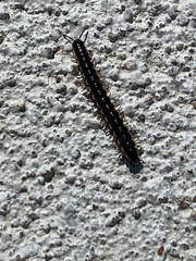 Asiomorpha coarctata